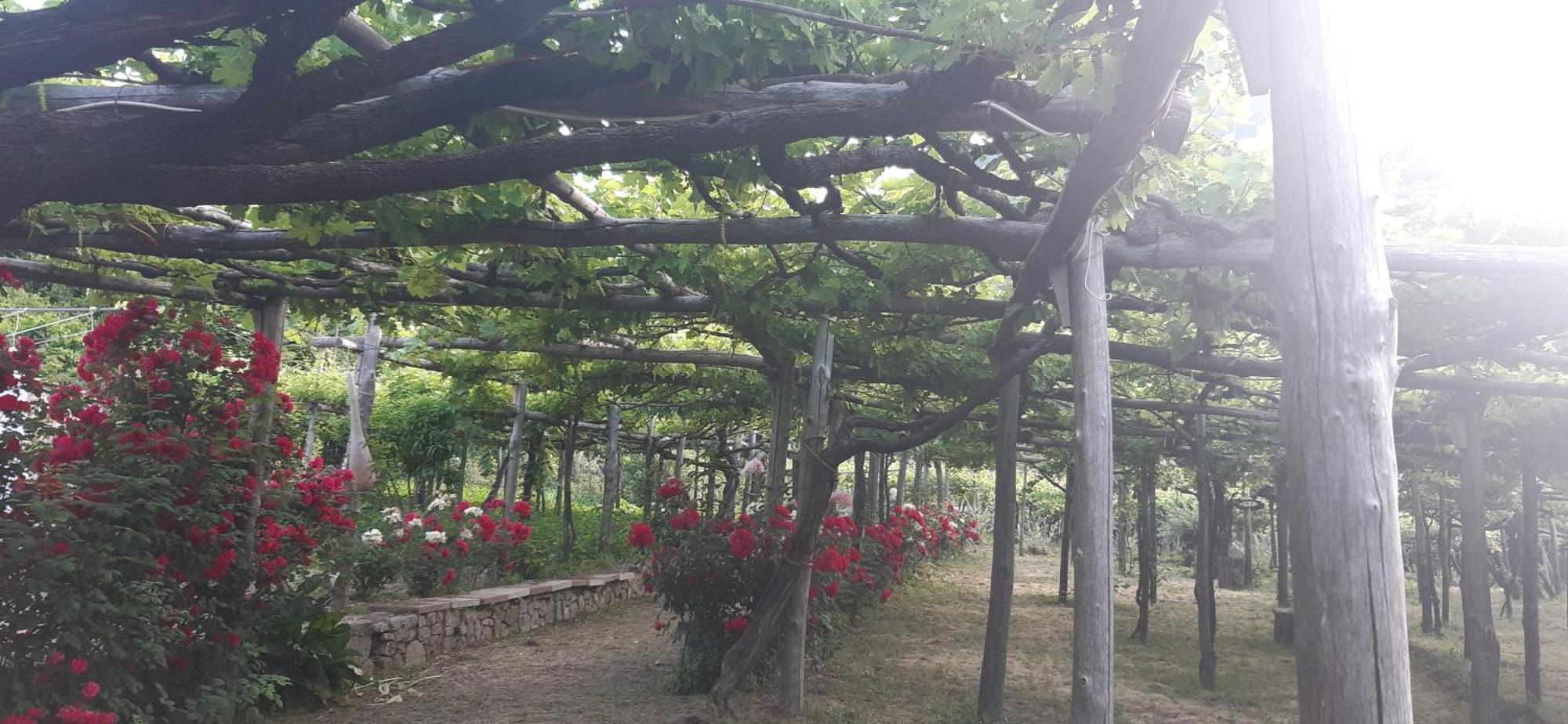 Agriturismo Mare E Monti Tramonti Eksteriør billede