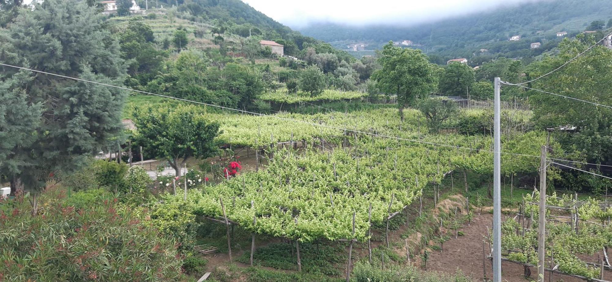 Agriturismo Mare E Monti Pensionat Tramonti Eksteriør billede